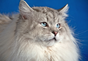 Приметы кошек сибирской породы
